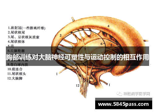 胸部训练对大脑神经可塑性与运动控制的相互作用